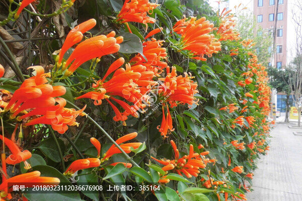 鞭炮花