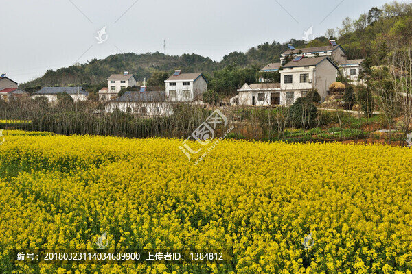 油菜花,油菜地,美麗鄉(xiāng)村,菜花