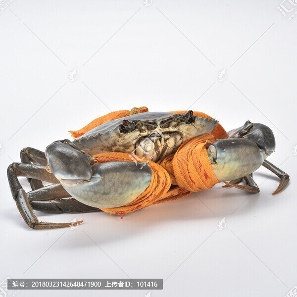 海鮮浙江三門青蟹