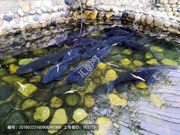 水池里的家魚(yú)