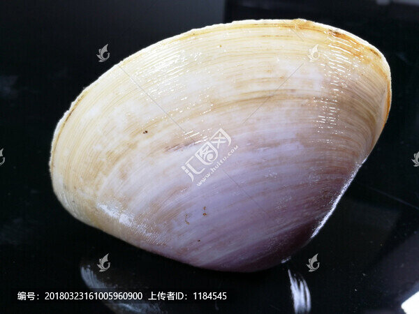 北部灣貴妃貝