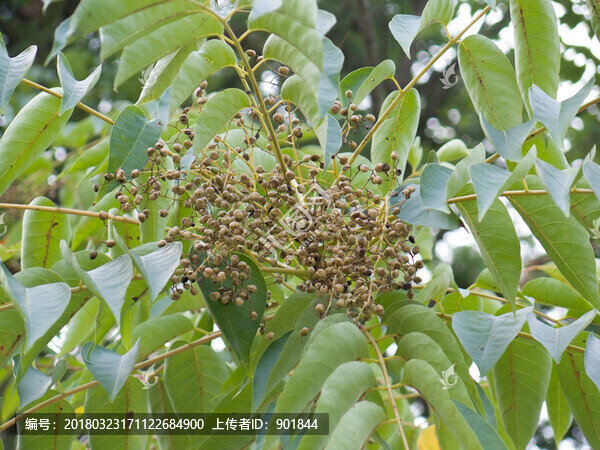 中國特有經(jīng)濟(jì)樹種木蠟樹