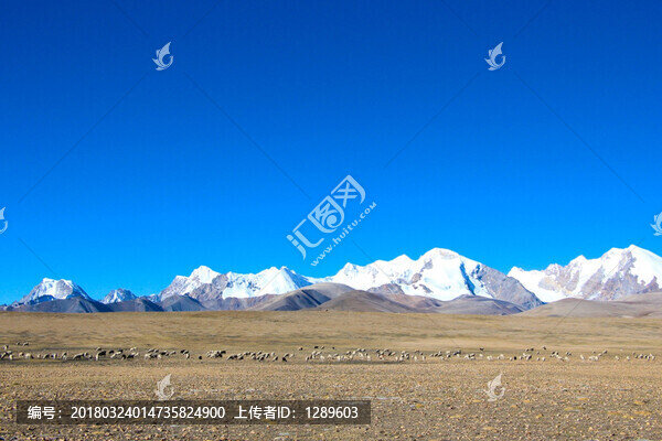 雪山下的羊群