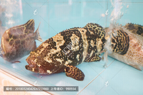 老虎斑魚,石斑,花斑,斑魚