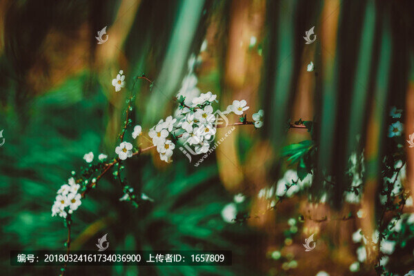 李葉繡線菊