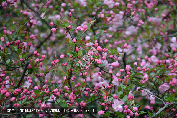 唯美鮮花背景海棠花