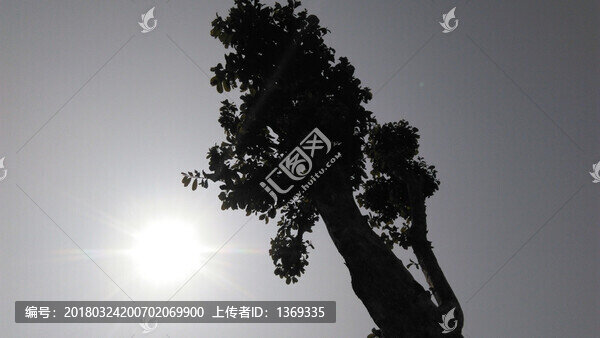 大樹意境