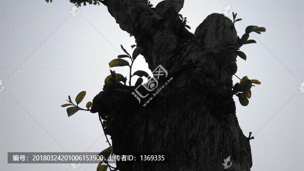 大樹(shù)發(fā)芽