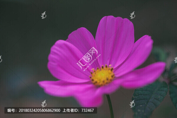 波斯菊