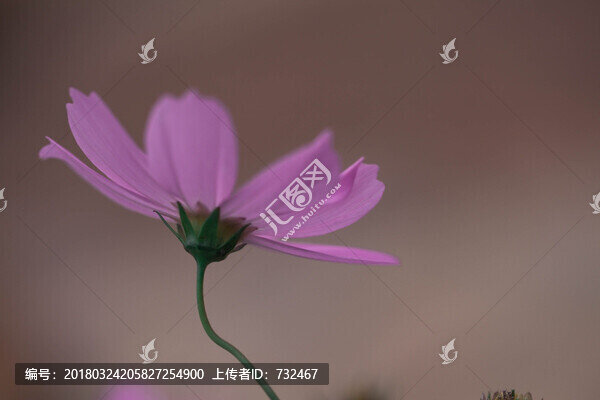 波斯菊
