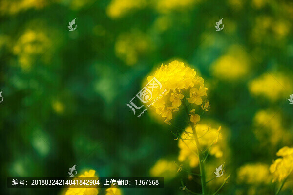 油菜花,藝術(shù)特別拍攝