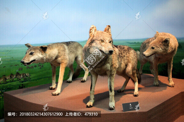 展廳,展覽,動(dòng)物