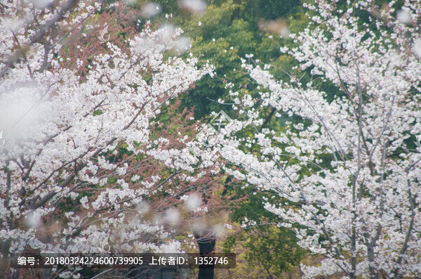 梅花