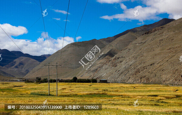 峽谷中的稻田