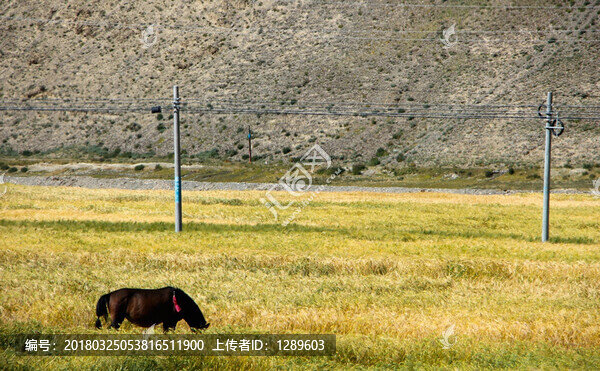 草原上的馬