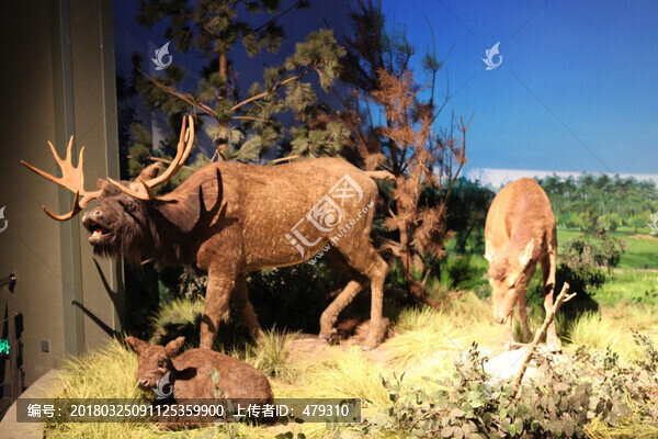 大角鹿,標(biāo)本,化石