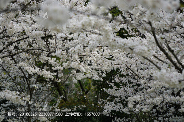 櫻花