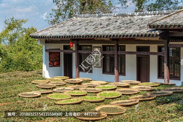云南普洱茶園