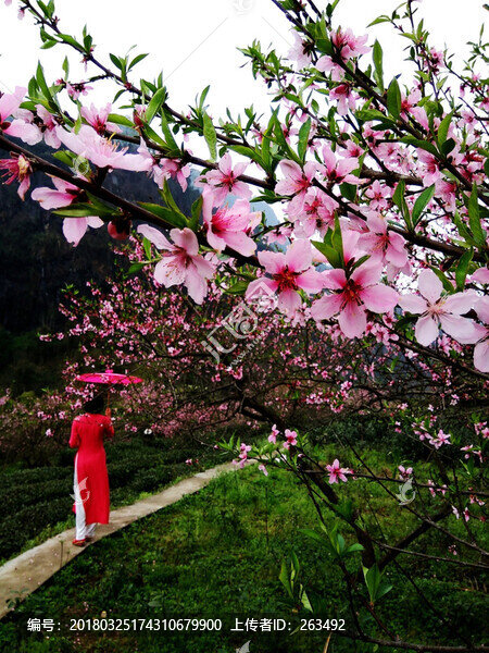 粉紅桃花