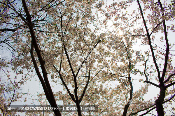 櫻花,夏天