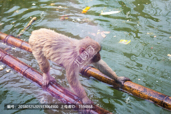 珍稀動(dòng)物猴子,美猴王