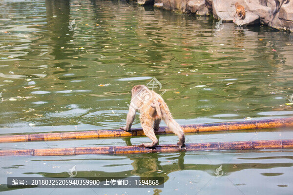 珍稀動(dòng)物猴子,美猴王