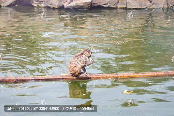 珍稀動物猴子,美猴王