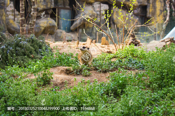 狐獴,蛇獴,黃鼠狼