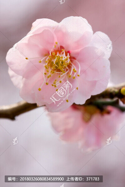 梅花