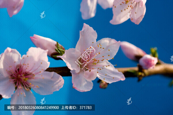 桃花9
