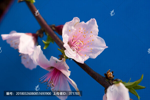 桃花5
