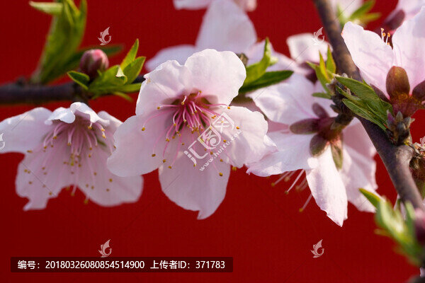桃花3