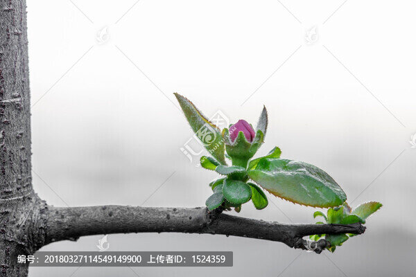 綠葉