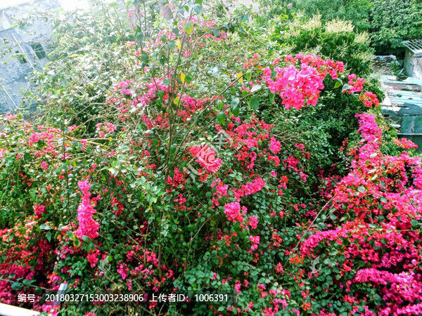 光葉子花