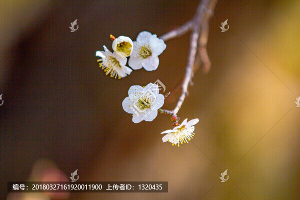 梅花