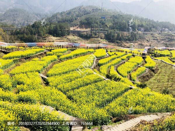 梯田,油菜花