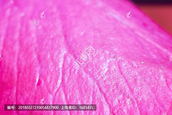 玫瑰花瓣紋