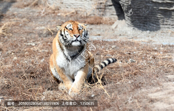 東北虎