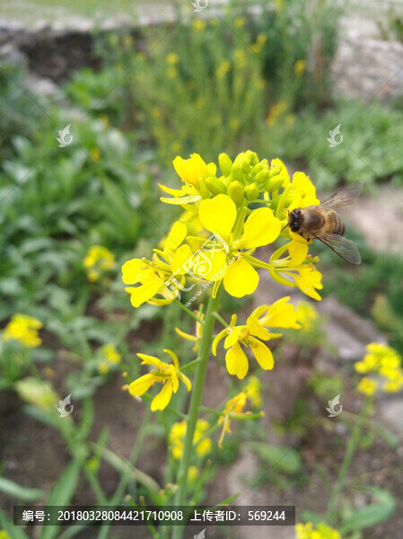 蜜蜂菜花