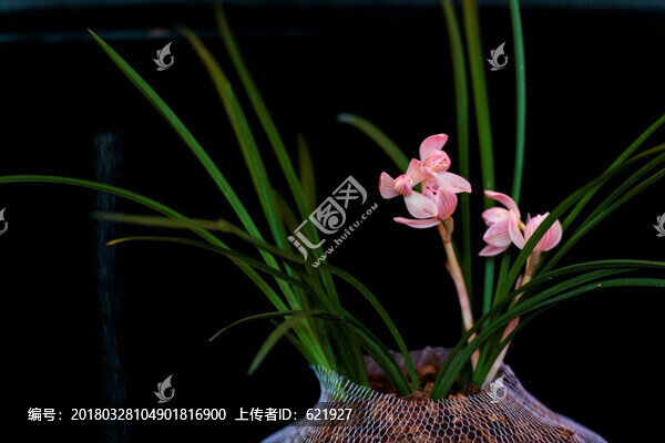 蘭花,蓮瓣蘭,粉荷