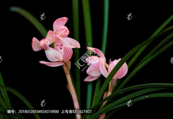 蘭花,蓮瓣蘭,粉荷