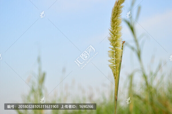 狗尾草