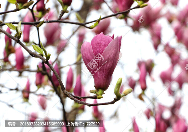 紫色玉蘭花