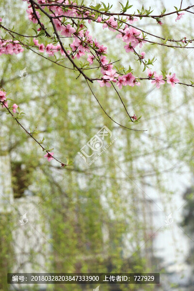 桃花花枝