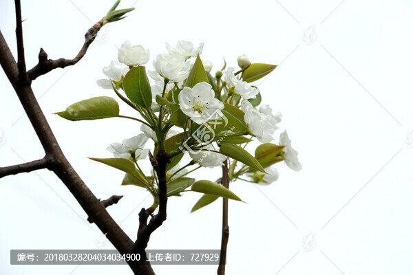 梨花