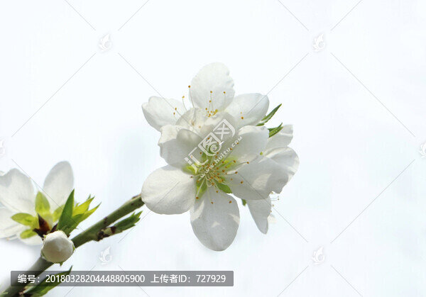 白底白花