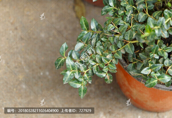 小葉虎刺梅