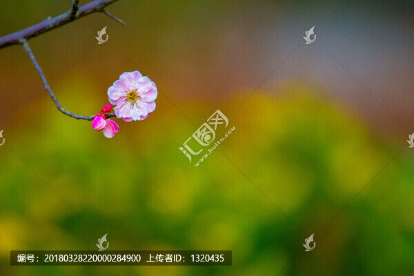 梅花