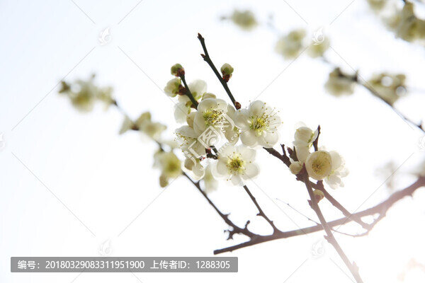 梅