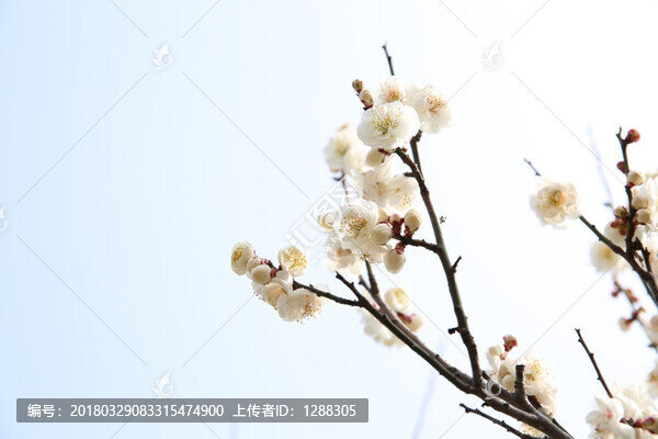 梅